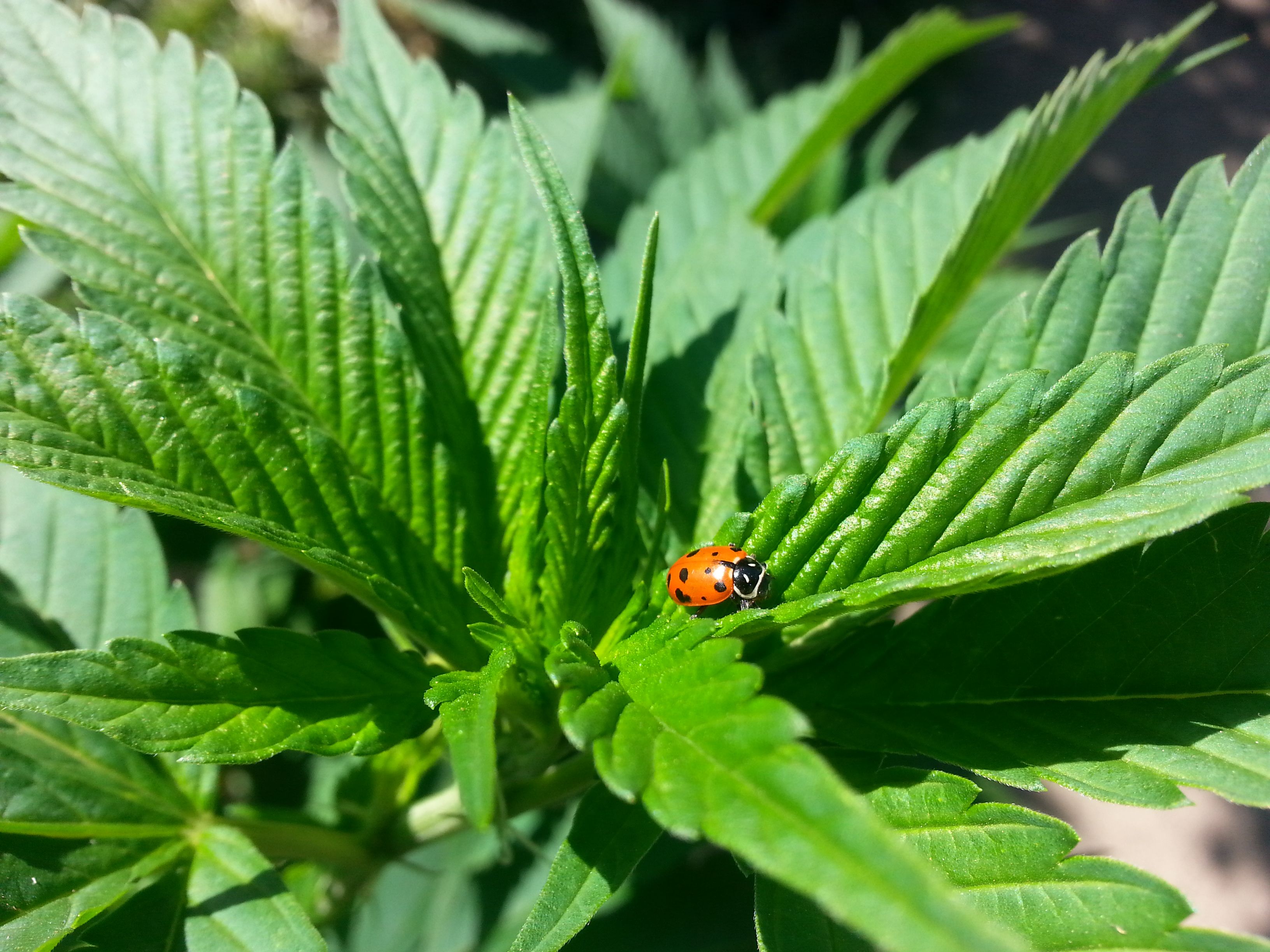 Ladybug x Blue Widow.jpg