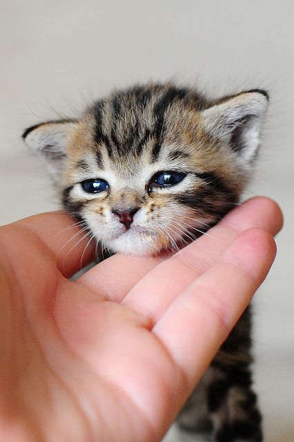 485fe41bfd41beafc3702d48381f484d--baby-kittens-cute-kittens.jpg