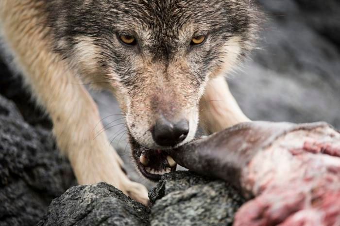 swimming-sea-wolves-pacific-coast-canada-ian-mcallister-12.jpg