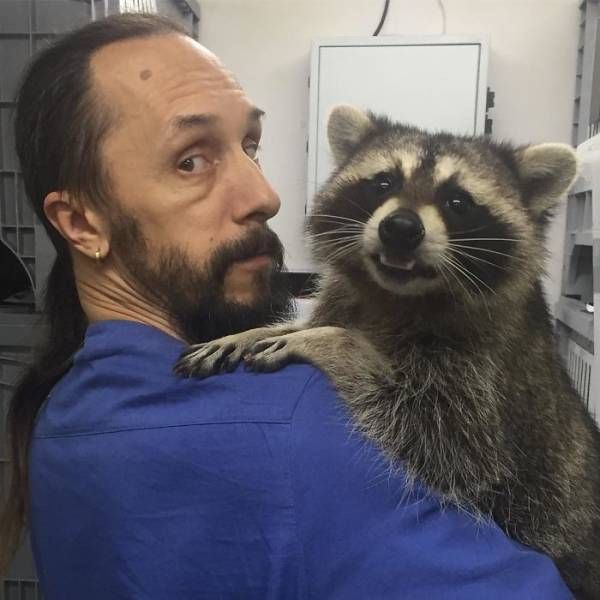 raccoon_01.jpg
