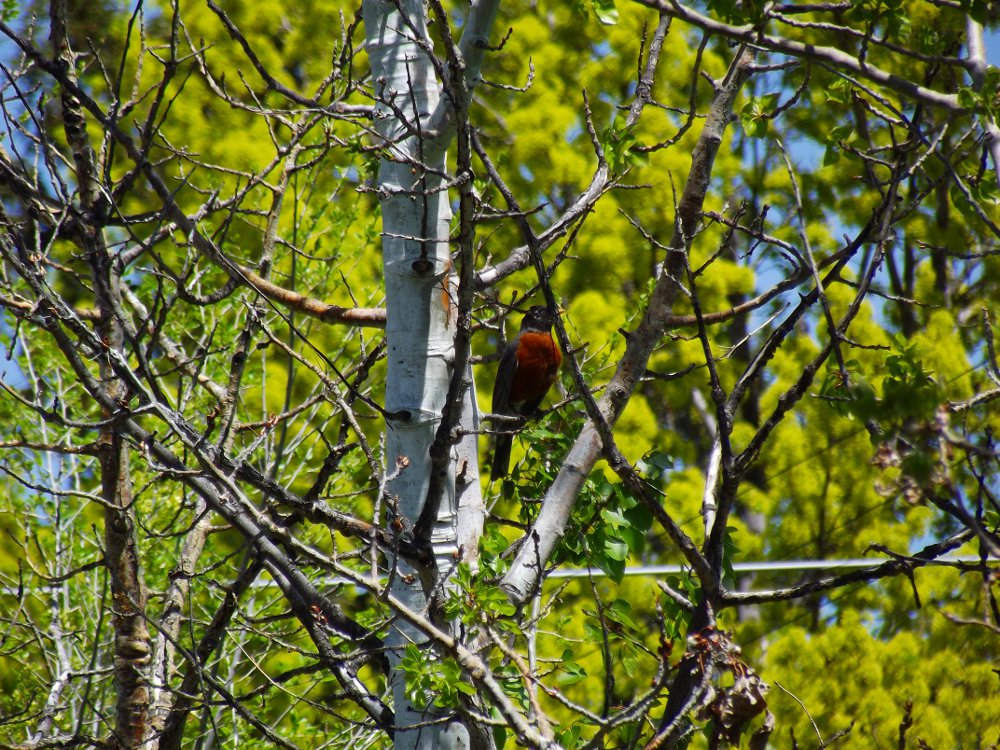 red robin, robin bird, jeronimo rubio, birds, photography, animalphotography, dailypetphotography (2).jpg