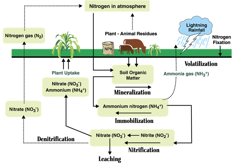 nitrogen_cycle.png