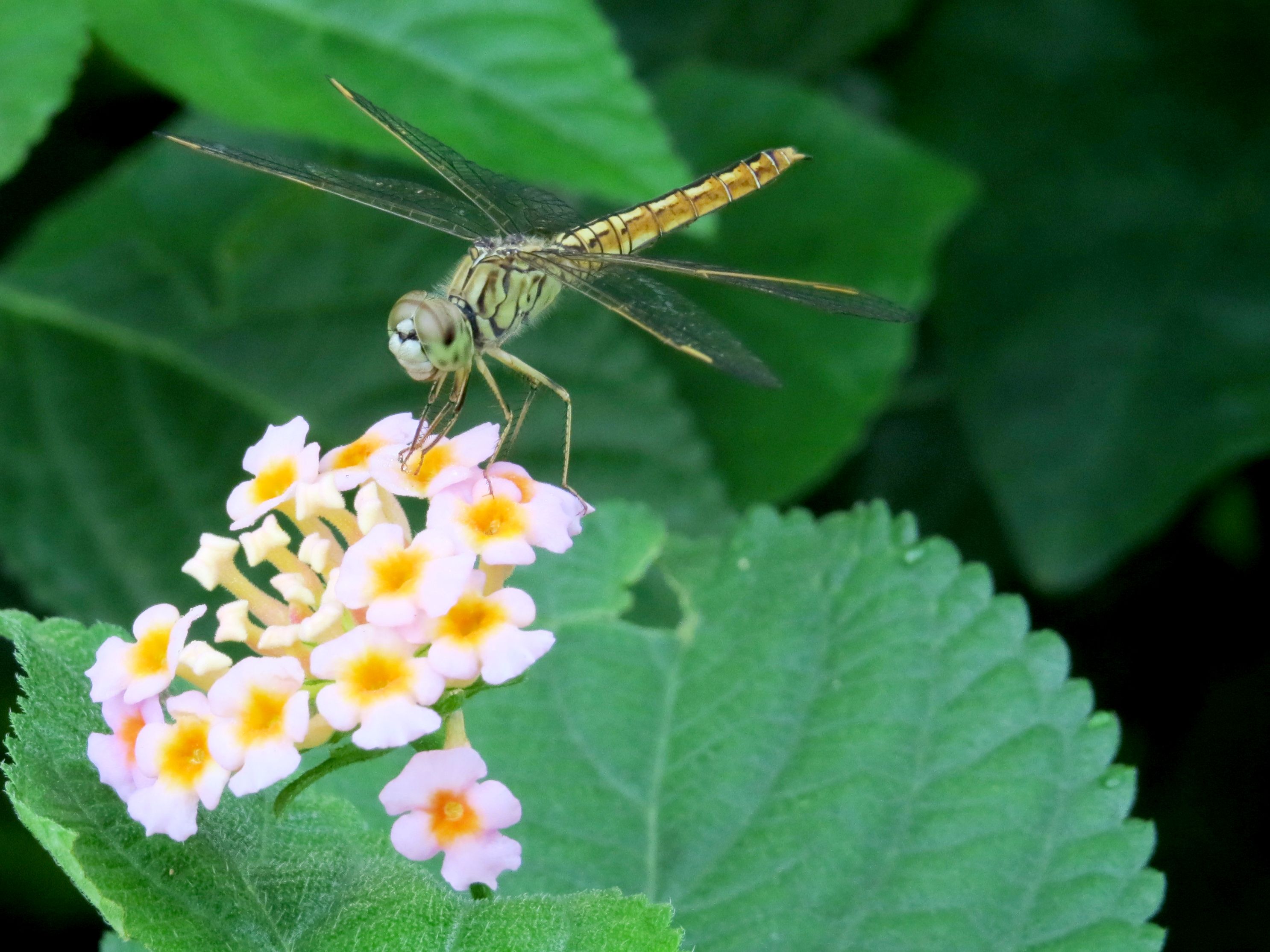 dragonfly lantana.jpg