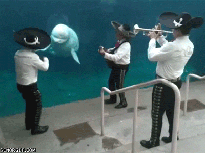 only_in_mexico_55.gif