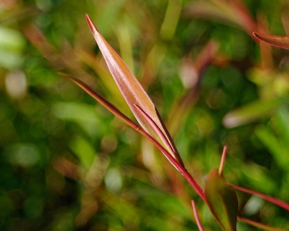 LeptospermumPetersoniiECu700Main.jpg