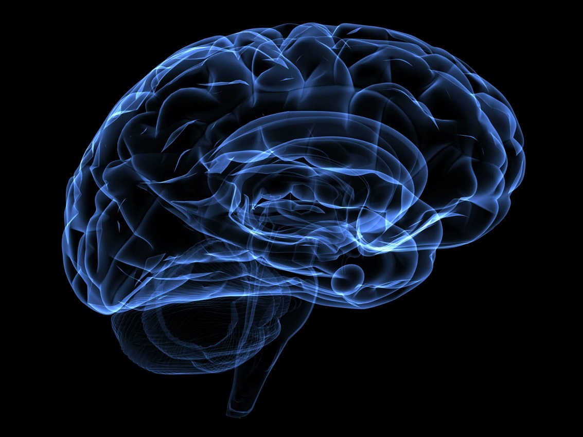 brain.jpeg