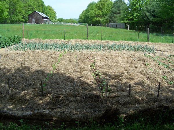 Big garden - mid rows planted crop May 2018.jpg