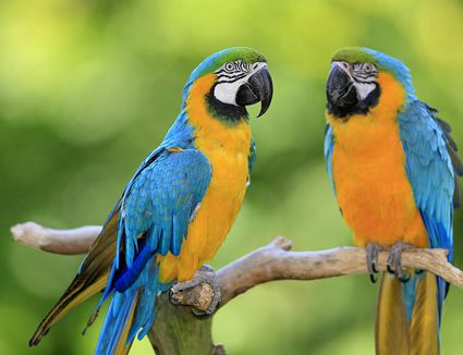 blue-gold-macaw-180969264-resized-56a0a14a3df78cafdaa3715e.jpg