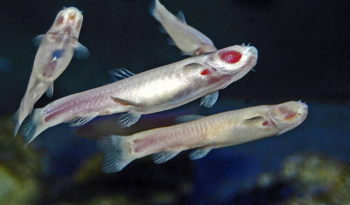 Phreatichthys andruzzii.JPG