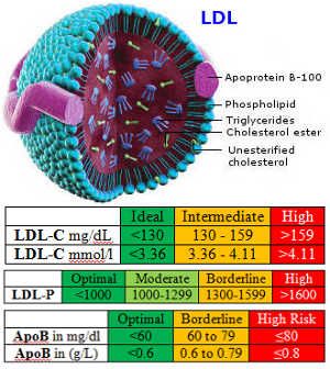 LDL.jpg