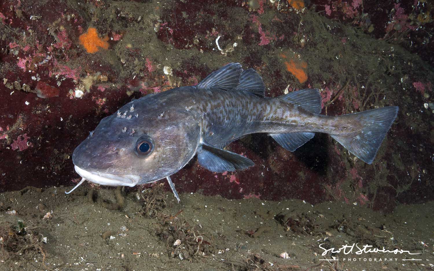 Pacific Cod-2.jpg