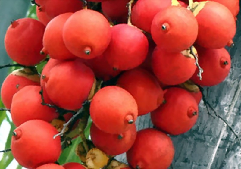 buah pinang.jpg