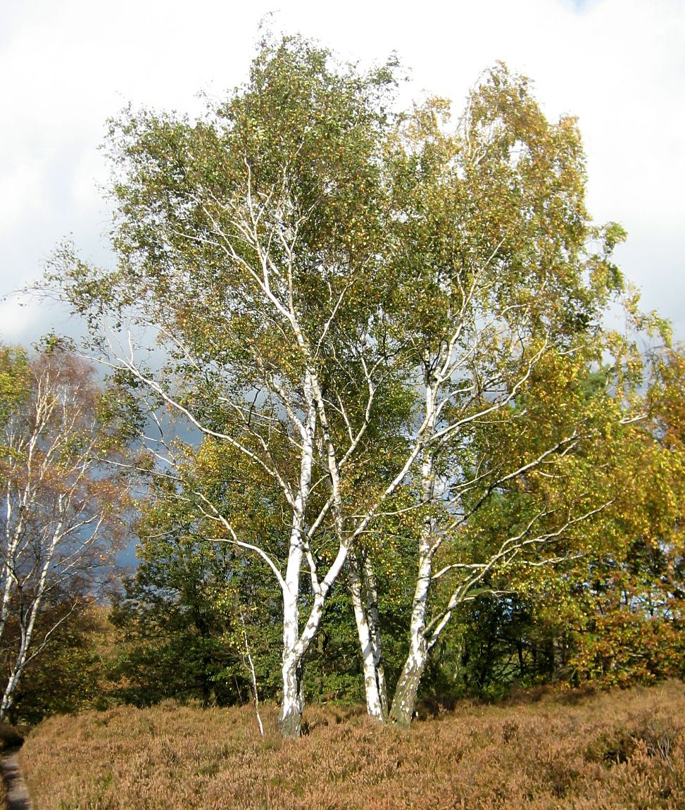 birke-in-der-heide.jpg