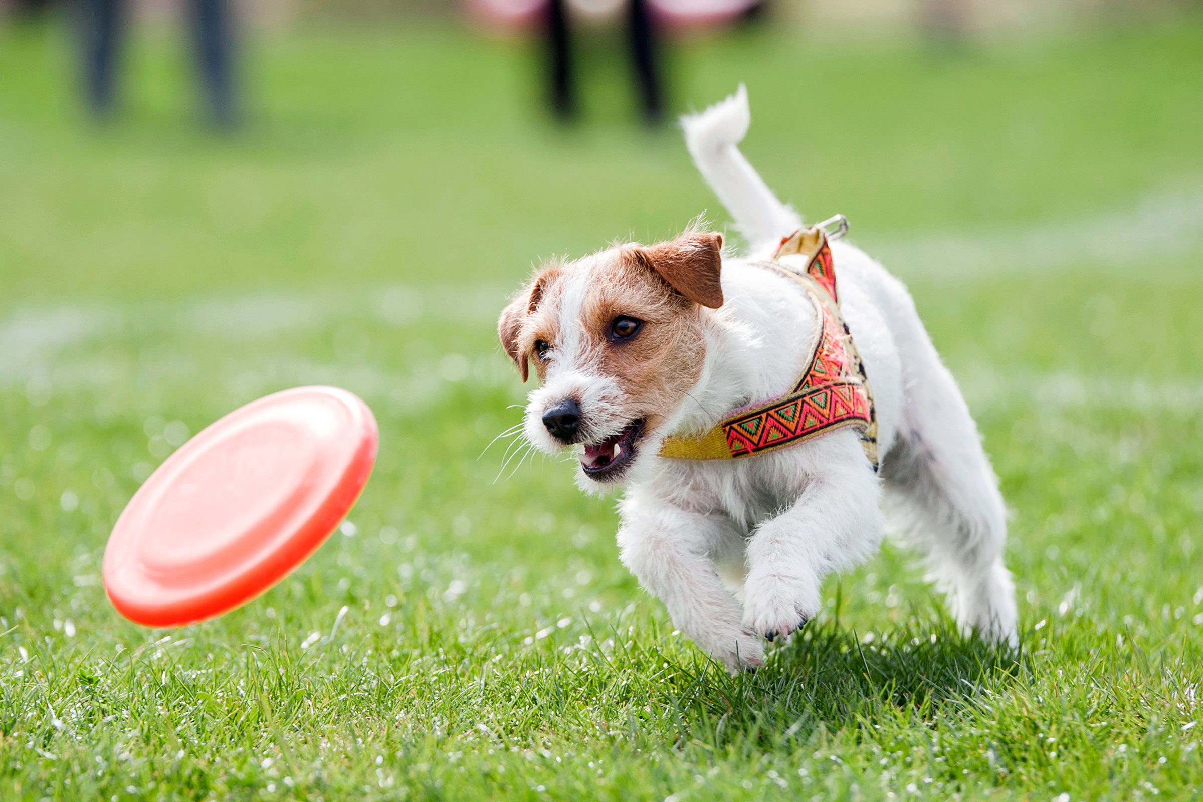 09-vets-wont-tell-dog-plays-park.jpg