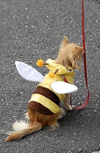 JAPANESE DOG ALL DRESSED UP.jpg