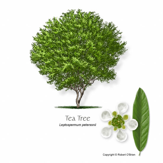 leptospermum-petersonii-tea-tree-ro.jpg