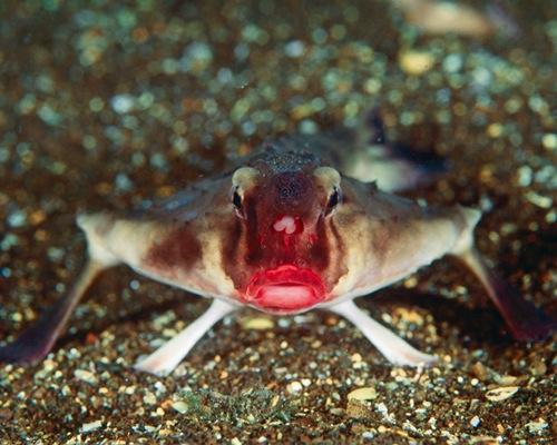 red lipped batfish.jpg