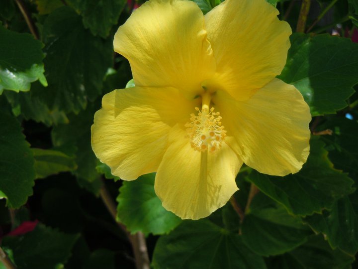 Hawaii Crisp Yellow.jpg