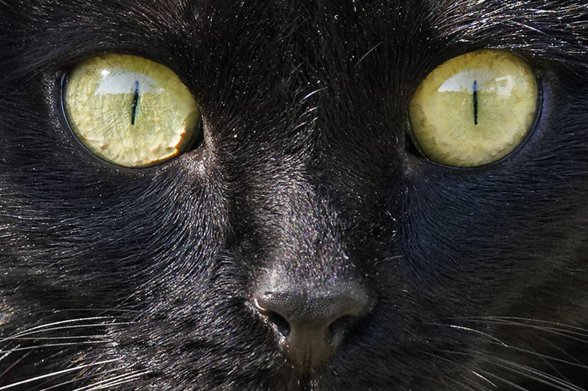 chat_dsc23970_dxo_6246349304_o (FILEminimizer).jpg