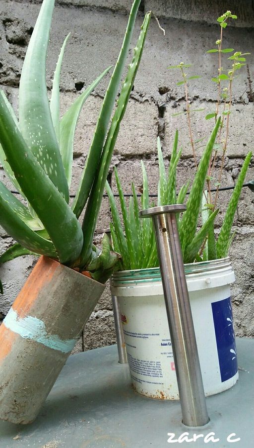 Gardening Scenes 1 Transferring An Overgrown Aloe Vera Plant To