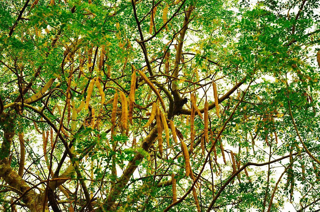 The_tree_and_seedpods_of_Moringa_oleifera.JPG