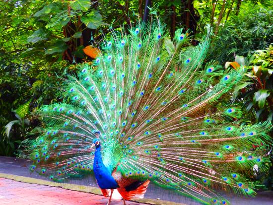 kuala-lumpur-bird-park.jpg