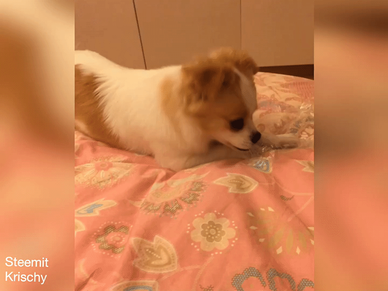 ezgif.com-video-to-gif (2).gif