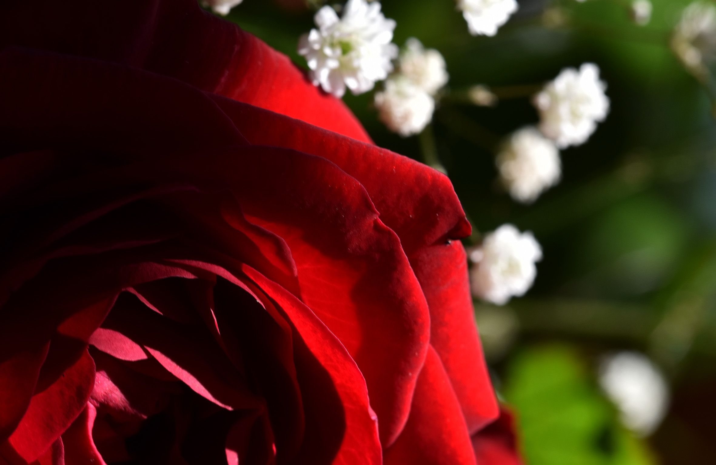 red rose Gypsophila 1.jpg