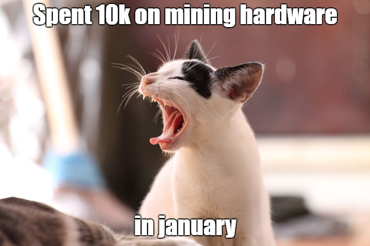 minecat.png