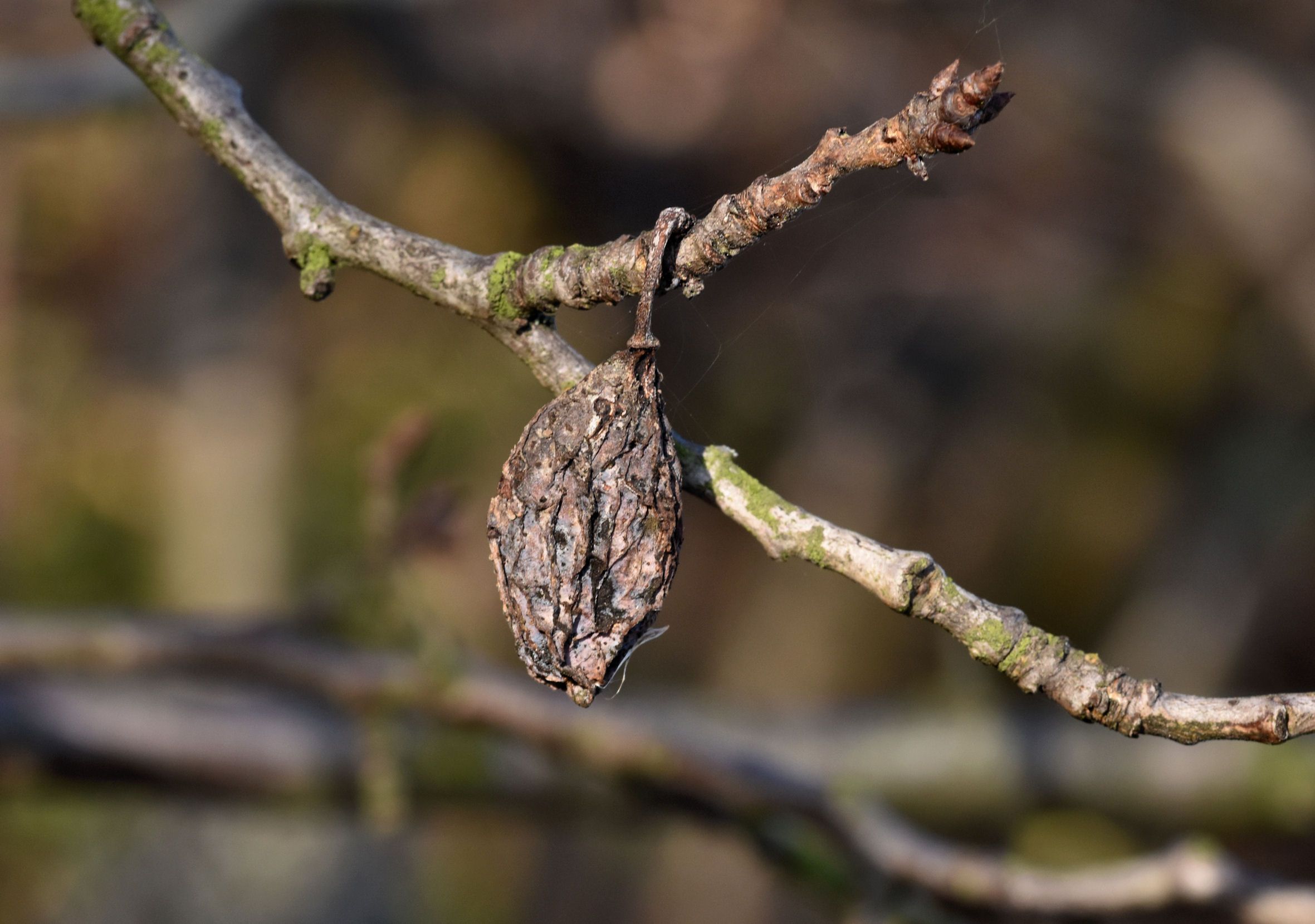 dry plum decay fruits.jpg