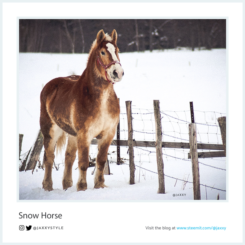 SnowHorse-Collection.jpg