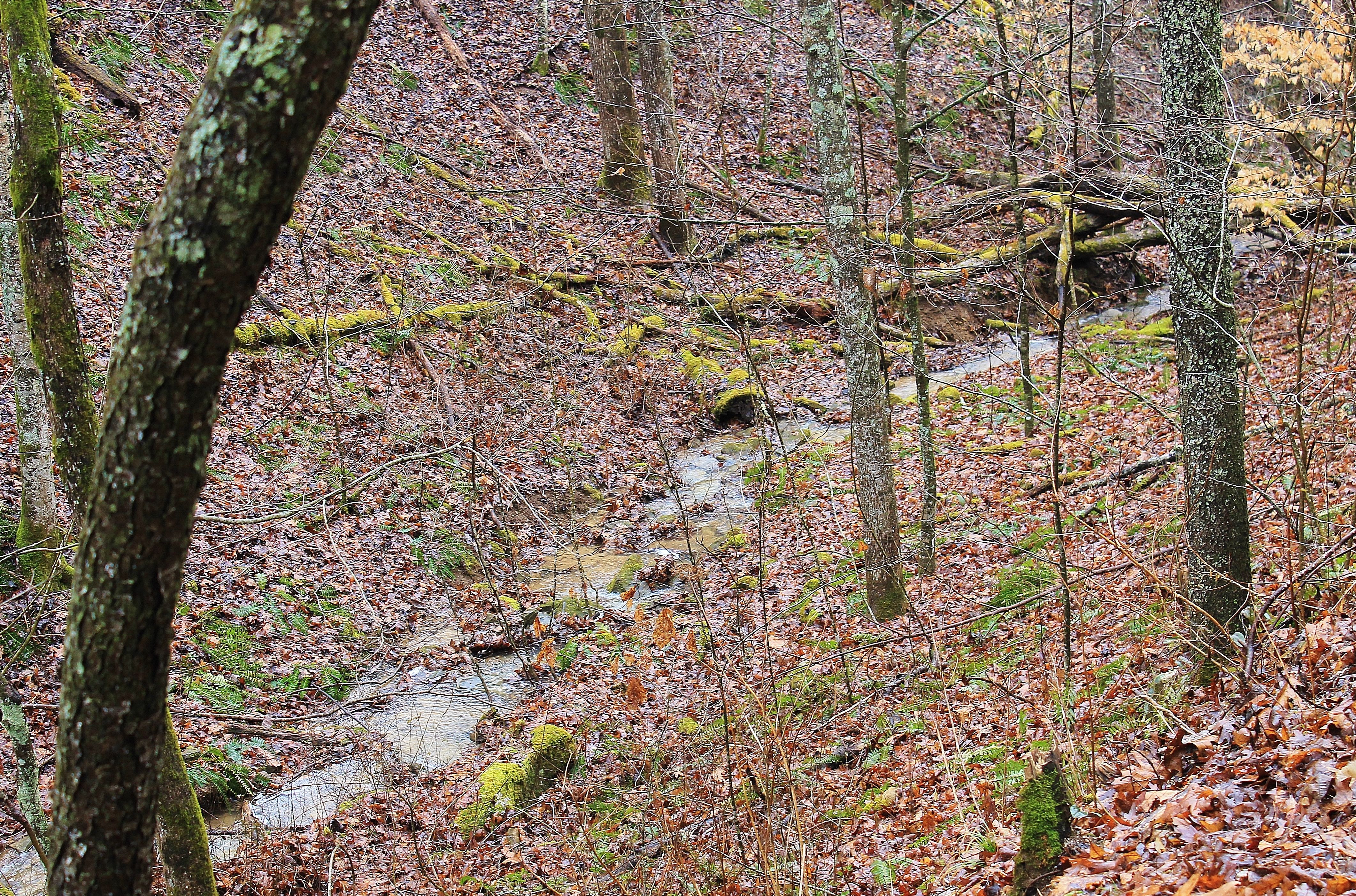 Forest Stream.jpg