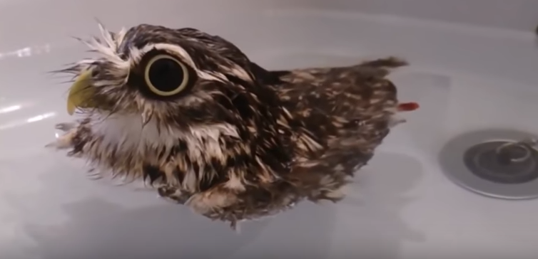 owl bath 4.png