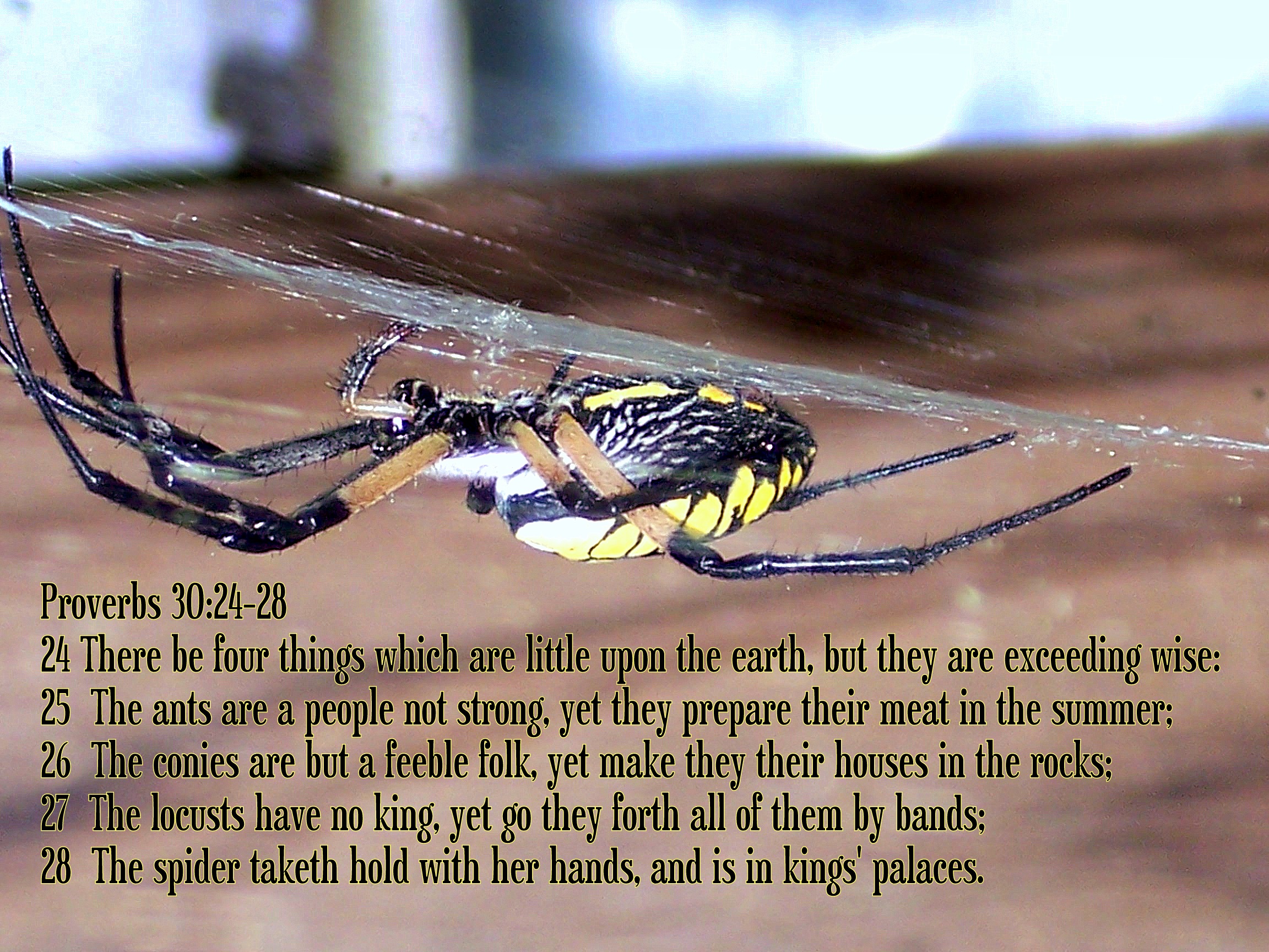 Image result for kjv bible spider kings house