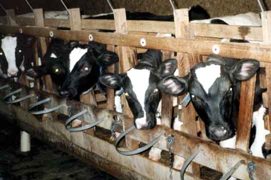 cows.jpg