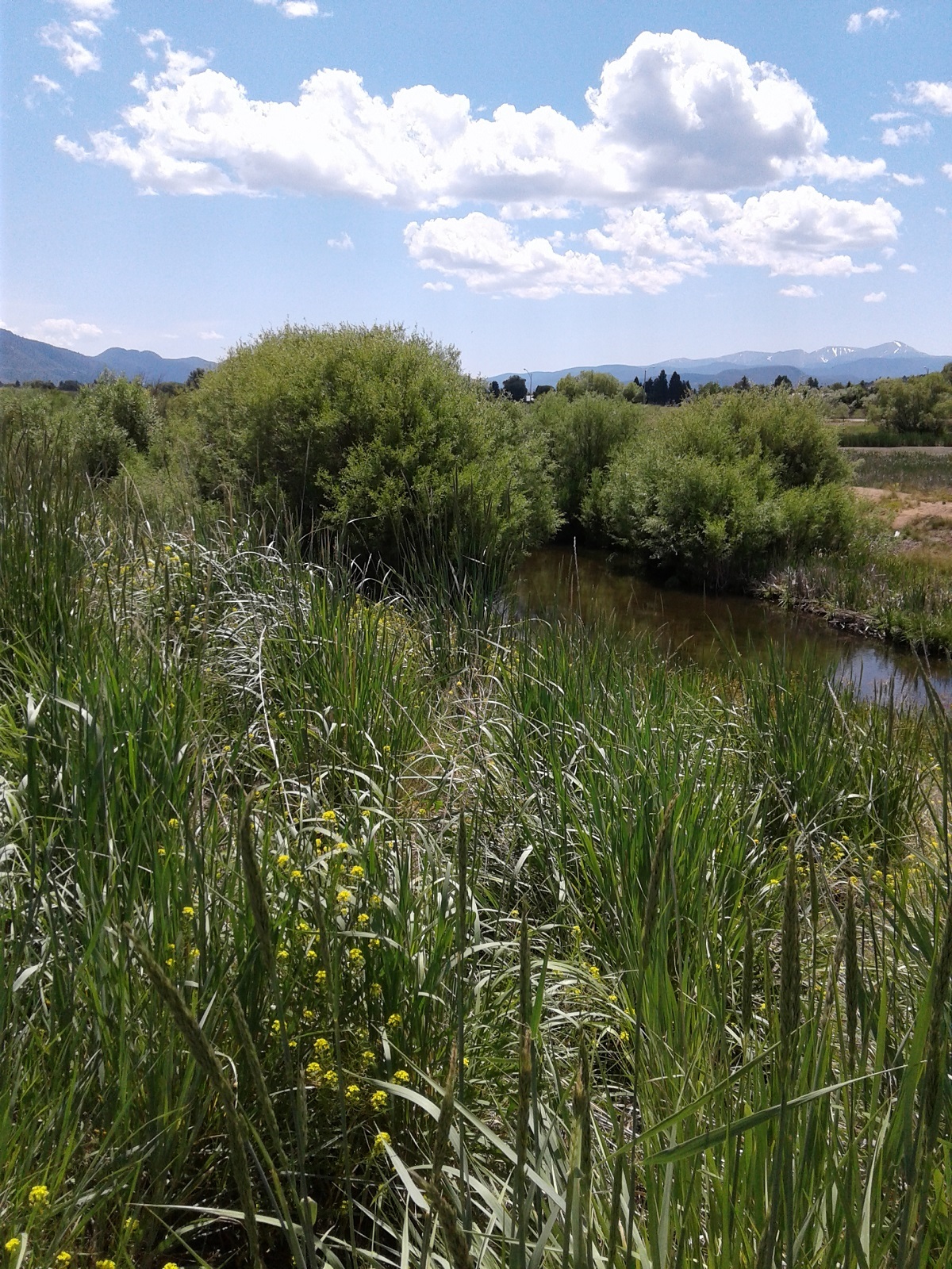 creek and big sky.jpg