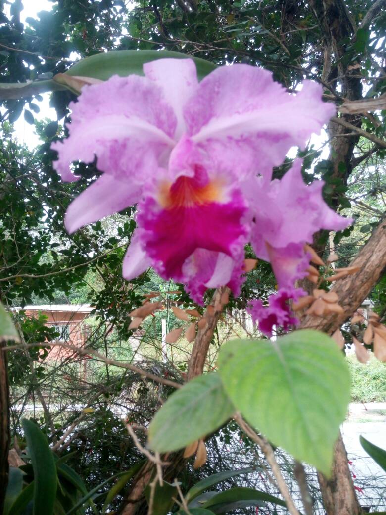 IMG-20180308-WA0008 - Orquídea casa.jpg