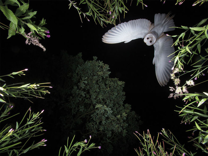 bird-photographer-of-the-year-2017-10-59acfca43823f__880.jpg