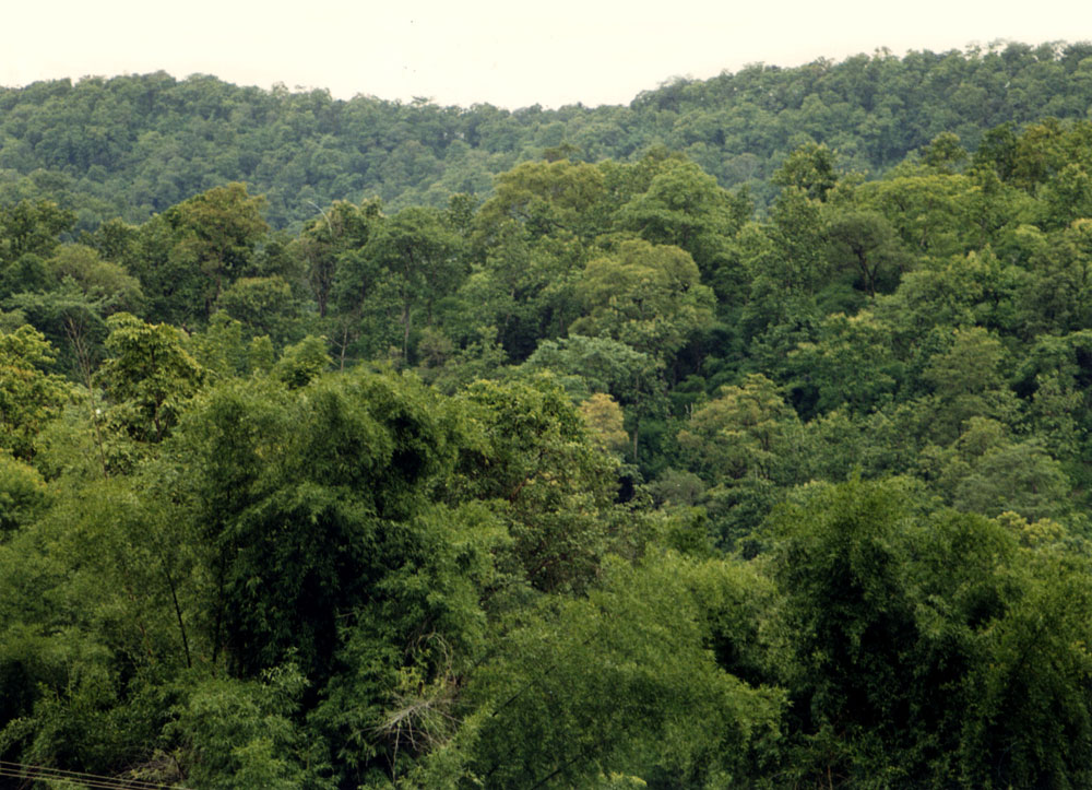 Type-3B-Tropical-Moist-Deciduous.jpg