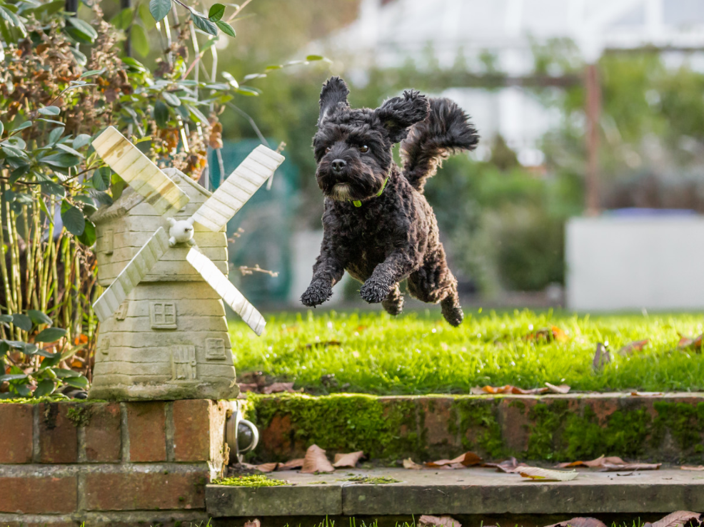 2017-07-27 23_53_45-Animal Photography Guide - Ian McGlasham.png