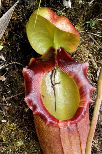 @bacabaca nepenthes2.jpg