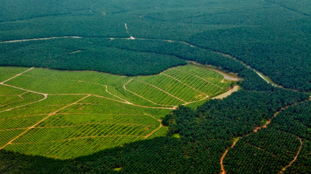 Deforestazione-e-agricoltura-minacciano-1-pianta-su-5.jpg