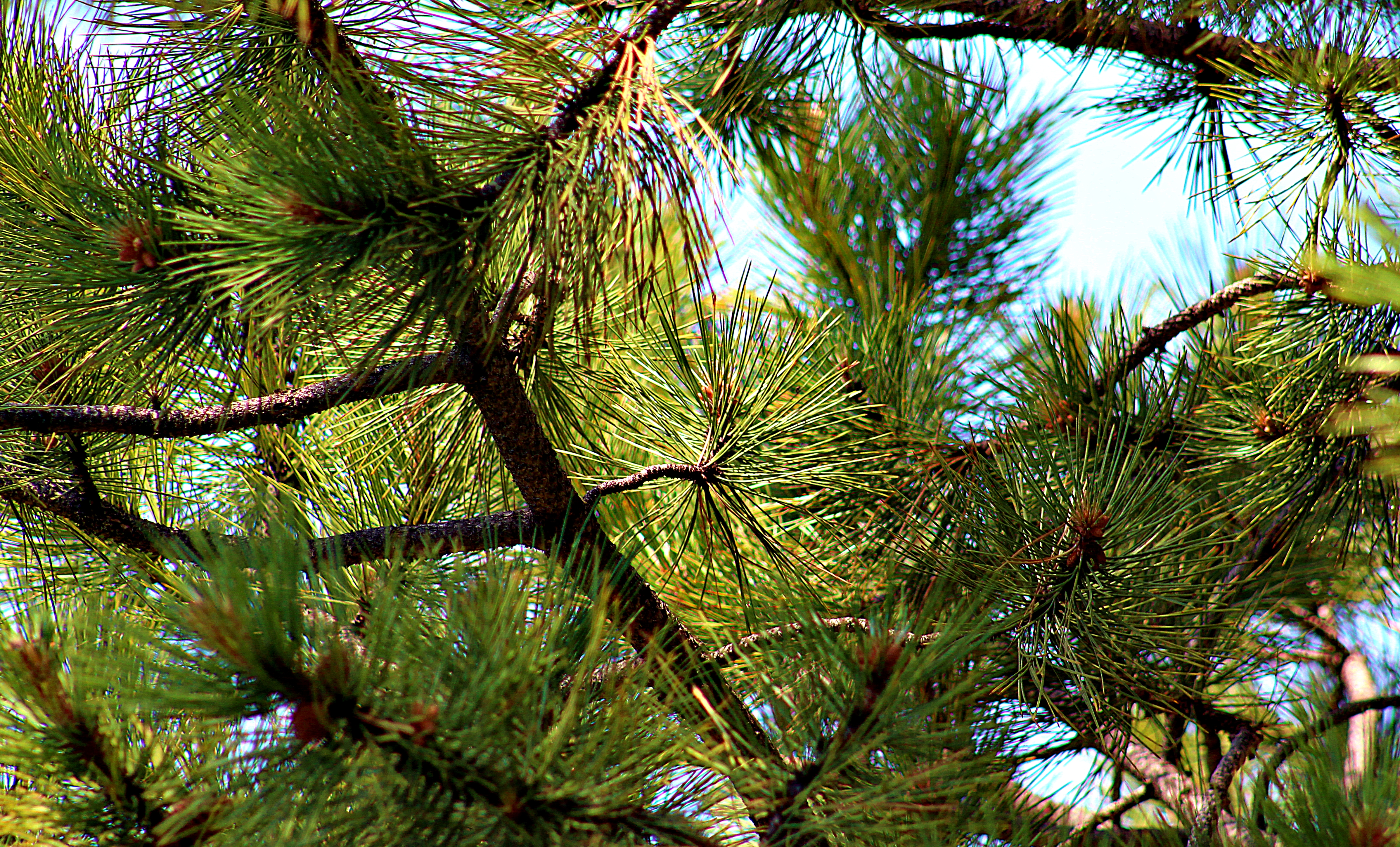 pine needle 5.jpg