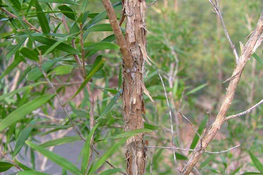 leptospermumpetersonii5 (1).jpg