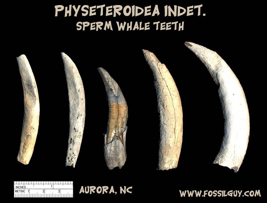 sperm_whale_fossil_teeth_aurora1.jpg