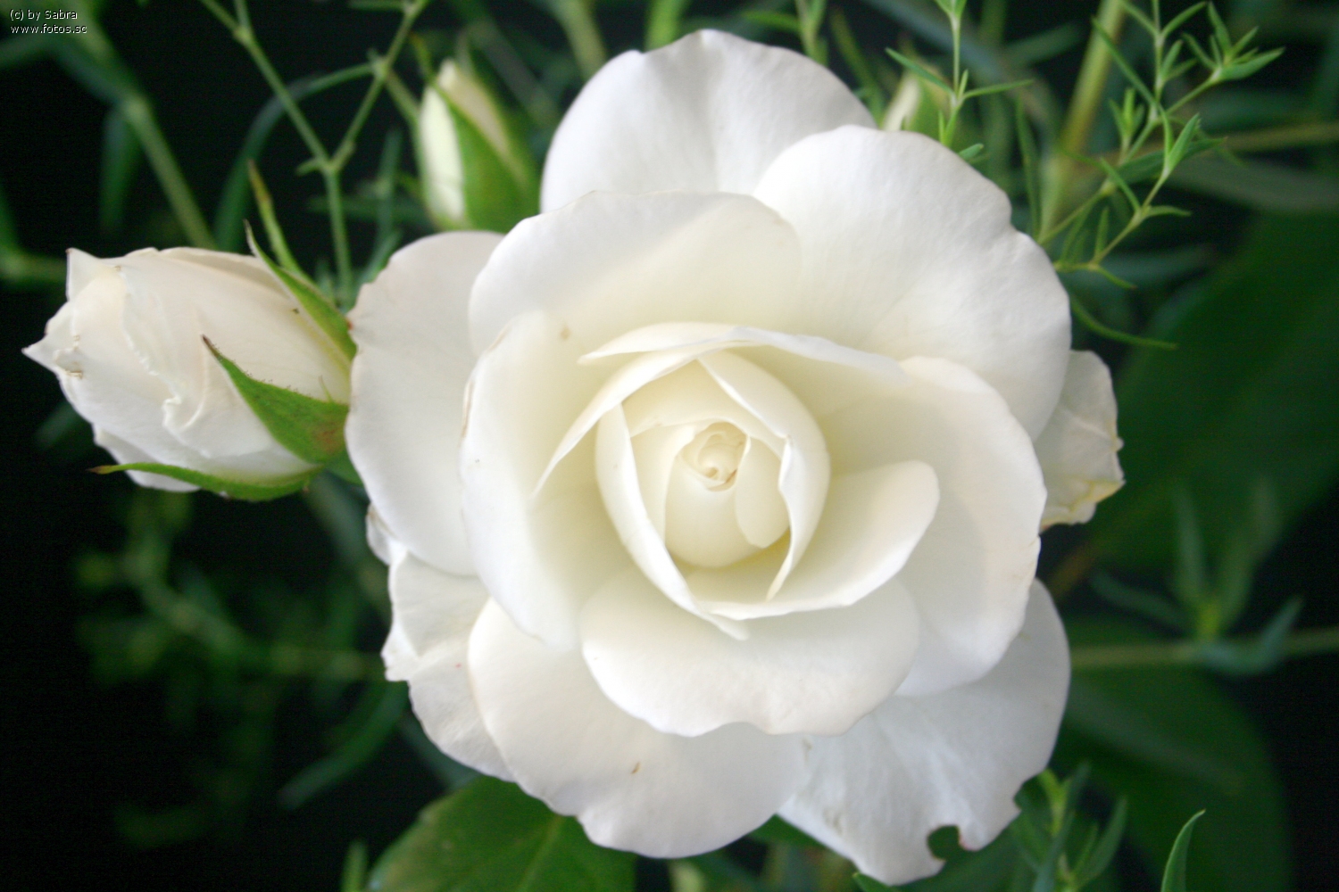 hd-nature-wallpapers-natural-cool-landscape-download-wallpaper-high-resolution-plant-botanic-1500x1000.jpg