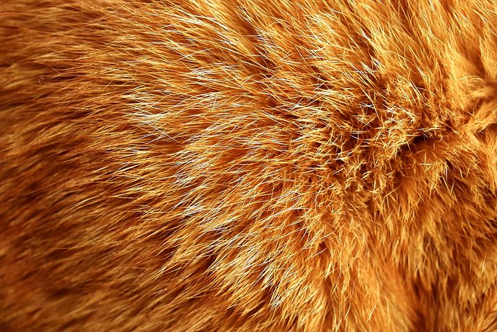 cat-fur-2694745__480.jpg