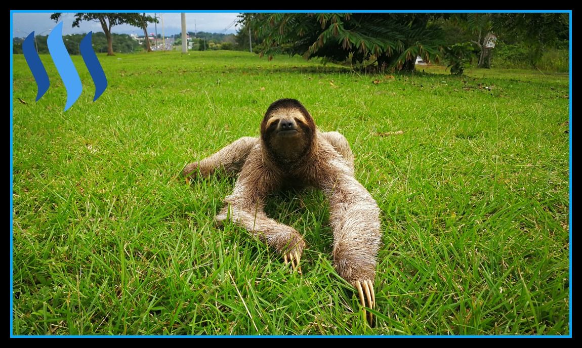 sloth-panama-hilarski-steemit.jpg