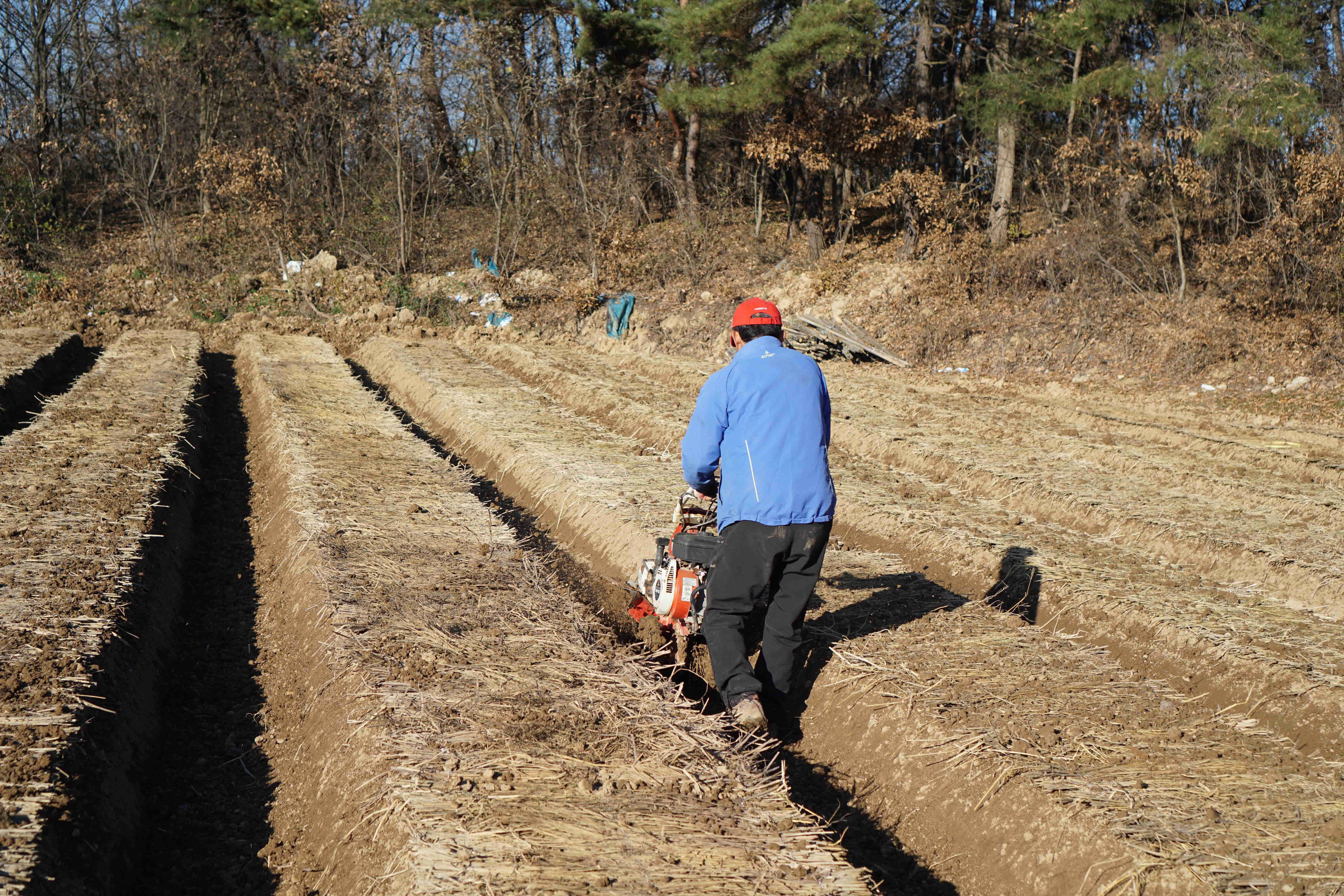 인삼파종기 인삼씨앗파종 인삼파종방법 인삼심기 인삼재배 인삼농사 삼남자 보은군 개갑인삼씨앗 (41).jpg