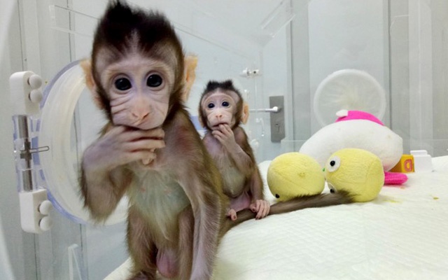 clone-monkey-01.jpg